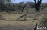 Grant’s Gazelle (Nanger granti)