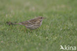 Graspieper (Anthus pratensis) 