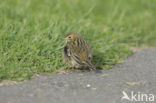 Graspieper (Anthus pratensis) 