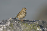 Meadow Pipit (Anthus pratensis)