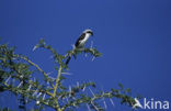 Grijsrug Klapekster (Lanius excubitoroides)