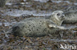 Grey Seal (Halichoerus grypus)