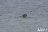 Grey Seal (Halichoerus grypus)