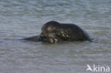 Grey Seal (Halichoerus grypus)