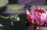 green frog (Rana esculenta 