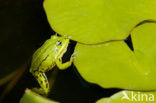 Groene kikker complex (Rana esculenta 