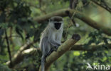 vervet monkey (Cercopithecus aethiops)