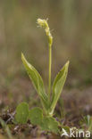 Groenknolorchis