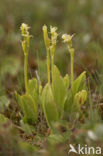 Groenknolorchis