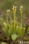 Groenknolorchis