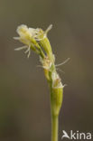 Fen Orchid (Liparis loeselii)