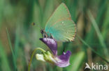 Green Hairstreak (Callophrys rubi)