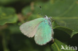 Groentje (Callophrys rubi)