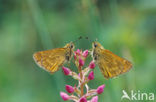 Groot dikkopje (Ochlodes faunus)