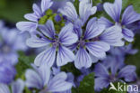 Common Mallow (Malva sylvestris)