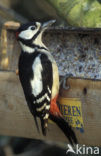 Great Spotted Woodpecker (Dendrocopos major)