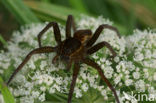 Great Raft Spider (Dolomedes plantarius) 