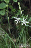 Grote graslelie (Anthericum liliago) 