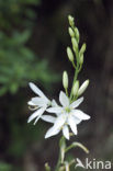 Grote graslelie (Anthericum liliago) 