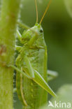 Grote groene sabelsprinkhaan (Tettigonia viridissima)