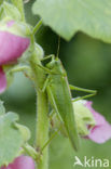 Grote groene sabelsprinkhaan (Tettigonia viridissima)