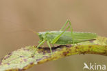 Grote groene sabelsprinkhaan (Tettigonia viridissima)