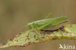 Grote groene sabelsprinkhaan (Tettigonia viridissima)