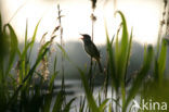 Grote Karekiet (Acrocephalus arundinaceus) 