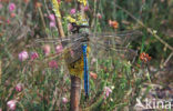 Emperor Dragonfly (Anax imperator)