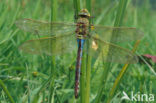 Emperor Dragonfly (Anax imperator)