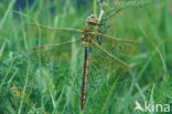 Emperor Dragonfly (Anax imperator)