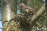 Grote Lijster (Turdus viscivorus)