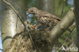 Grote Lijster (Turdus viscivorus)