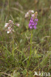Fragant Orchid (Gymnadenia conopsea)