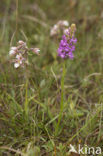 Grote muggenorchis (Gymnadenia conopsea) 