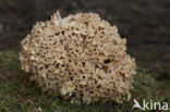 Wood Cauliflower (Sparassis crispa)