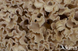 Wood Cauliflower (Sparassis crispa)