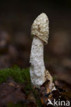 Grote stinkzwam (Phallus impudicus)