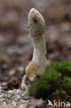 Grote stinkzwam (Phallus impudicus)