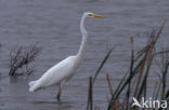 Great White Egret
