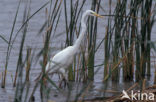 Great White Egret