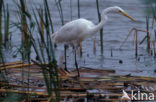 Great White Egret