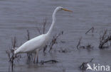 Great White Egret