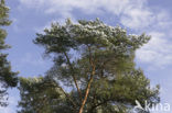 Scots Pine (Pinus sylvestris)