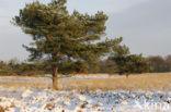 Grove den (Pinus sylvestris)