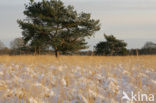 Grove den (Pinus sylvestris)