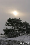 Scots Pine (Pinus sylvestris)