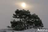 Grove den (Pinus sylvestris)