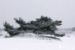 Grove den (Pinus sylvestris)