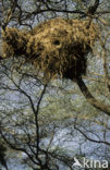 Hamerkop (Scopus umbretta)